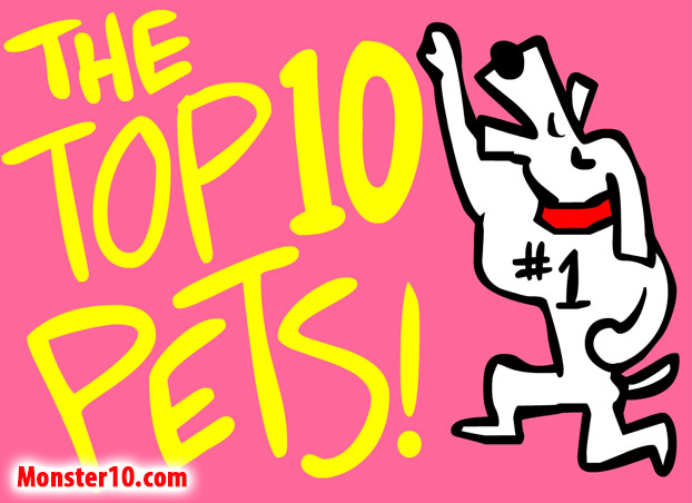 The Top 10 Pets!